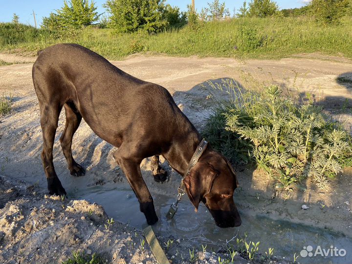 Курцхаар вязка
