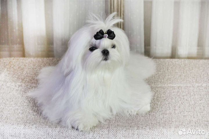 Мальтезе вязка