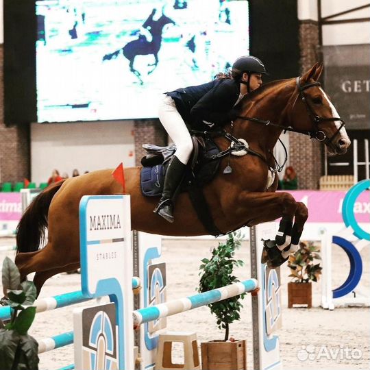 Кобыла в конкур