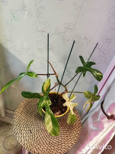 Филодендрон Magic Mask