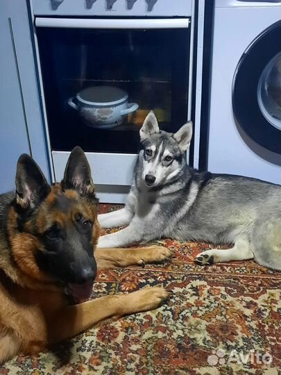 Щенок хаски