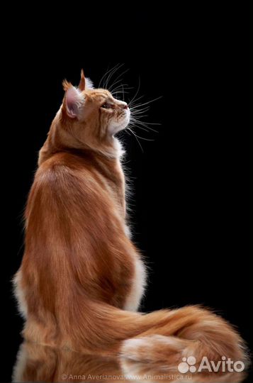 Мейн-кун вязка