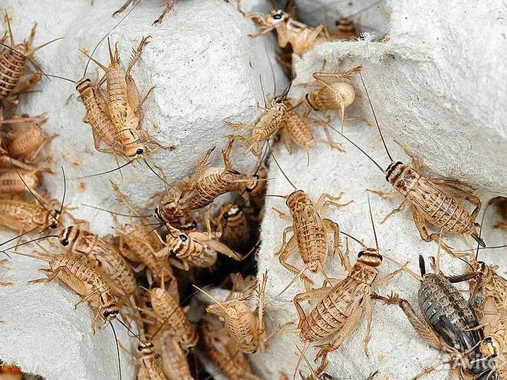 Сверчок сверчки кормовые