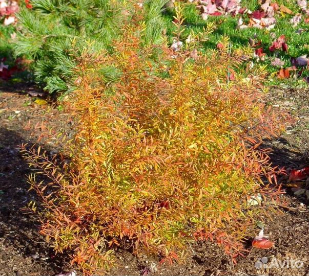 Саженцы спиреи и стефандры