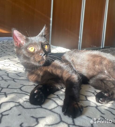 Кошка подросток