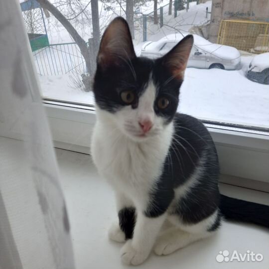 Котенок.подросток