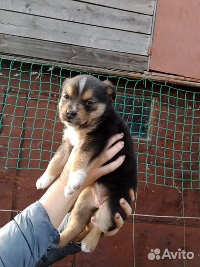 Щенок в добрые руки