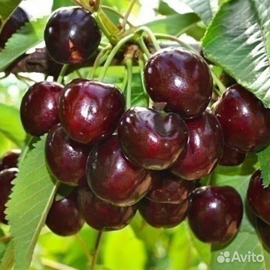 Саженцы черешни Воловье сердце