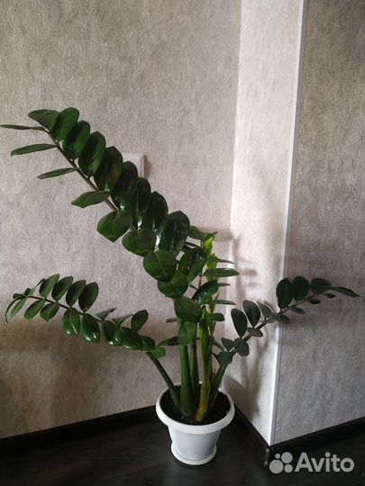 Замиокулькас