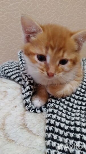 В добрые ответственные руки