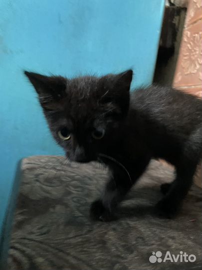 Котик 3 месяца