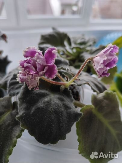 Фиалки сортовые листья