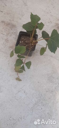 Девичий виноград вичи