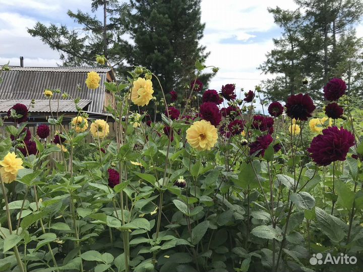 Георгины клубни