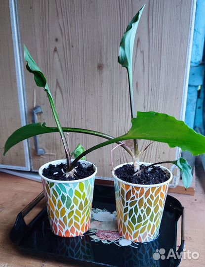 Дримиопсис пятнистый