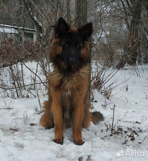 Кобель для вязки