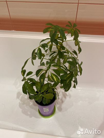 Продается Шеффлера