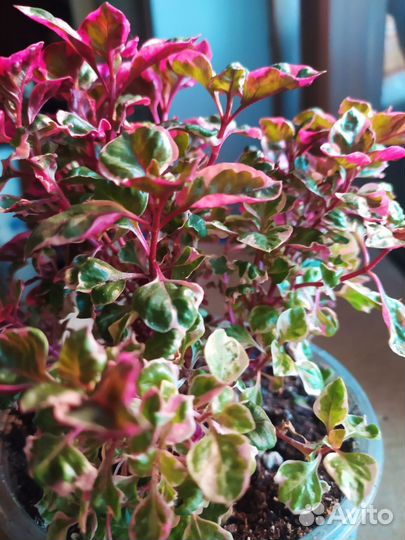 Ирезине вариегатная