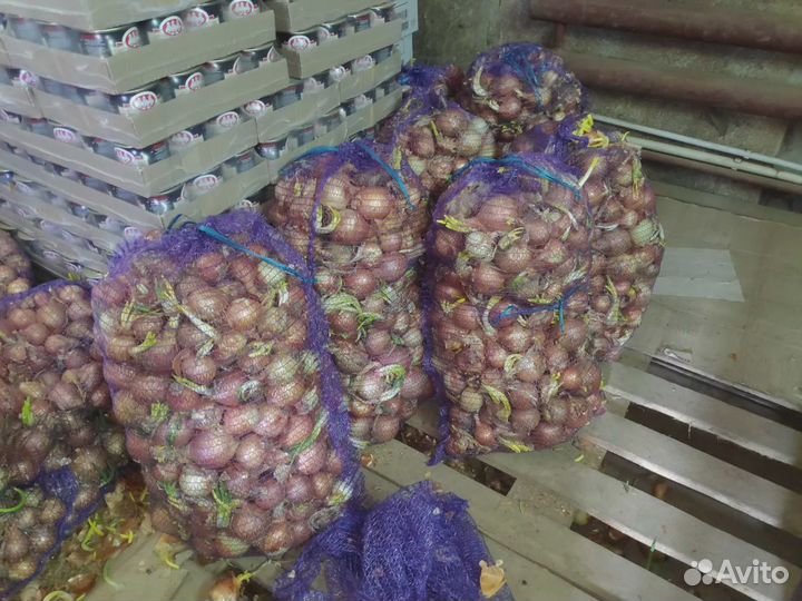 Лук репчатый проросший