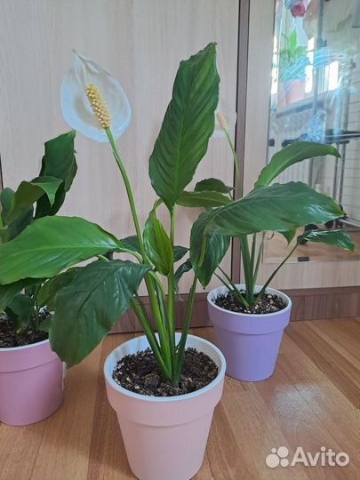 Спатифиллум