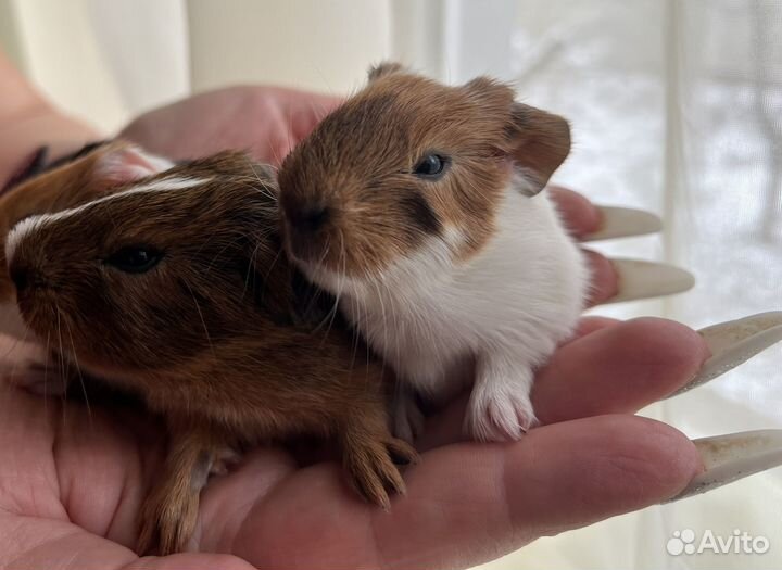 Морская свинка