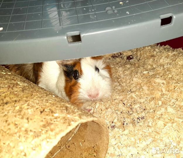 Передержка грызунов