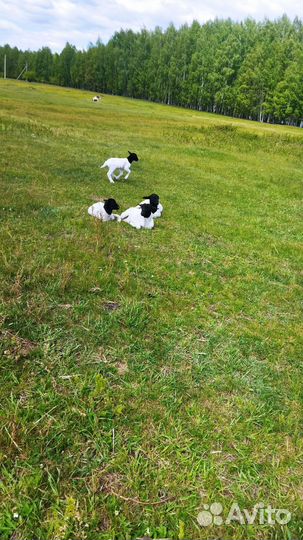 Овцы дорпер