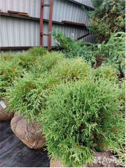 Кедр сибирский ель голубая туя шаровидная можевель