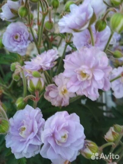 Ирисы, герань садовая, княженика, аквилегия, лён