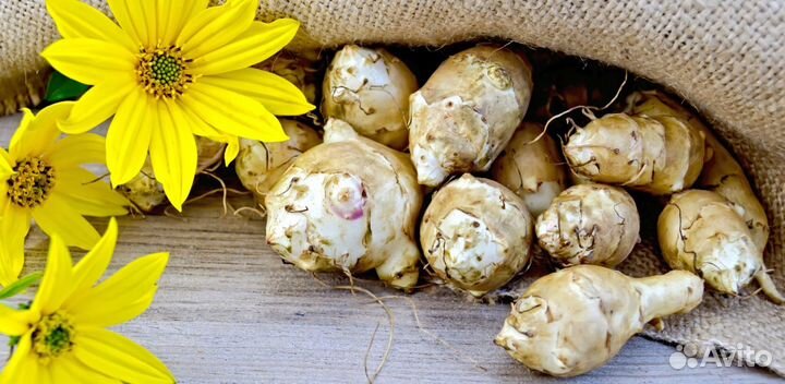 Тапинамбур