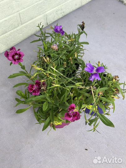 Гвоздика многолетняя