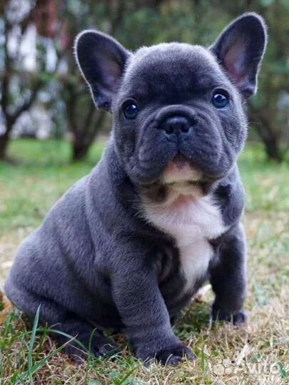 Французский бульдог щенки голубой