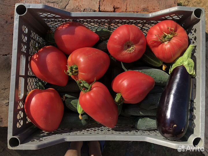 Рассада овощей