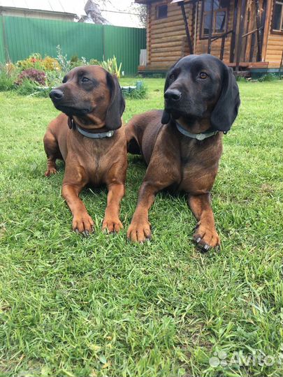 Баварская горная гончая