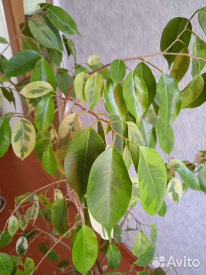 Фикус бенджамина