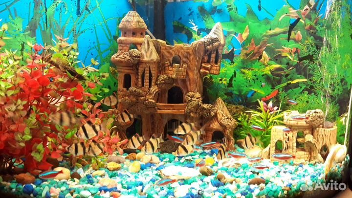 Аквариум