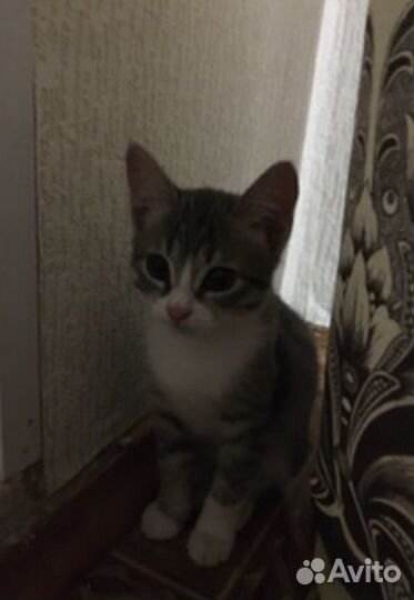 Отдам кота в добрые руки