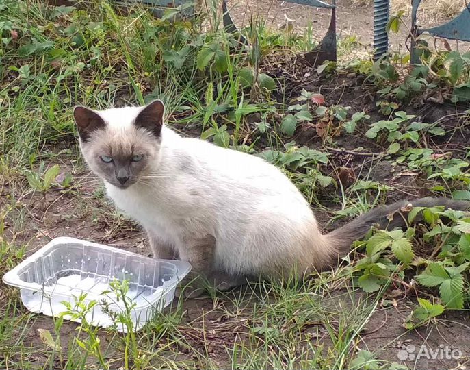 Котята бесплатно