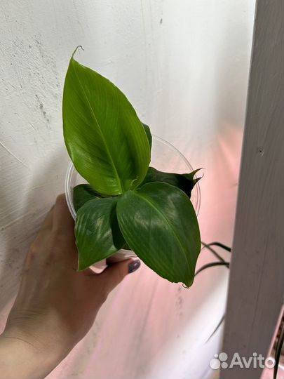 Комнатные растения