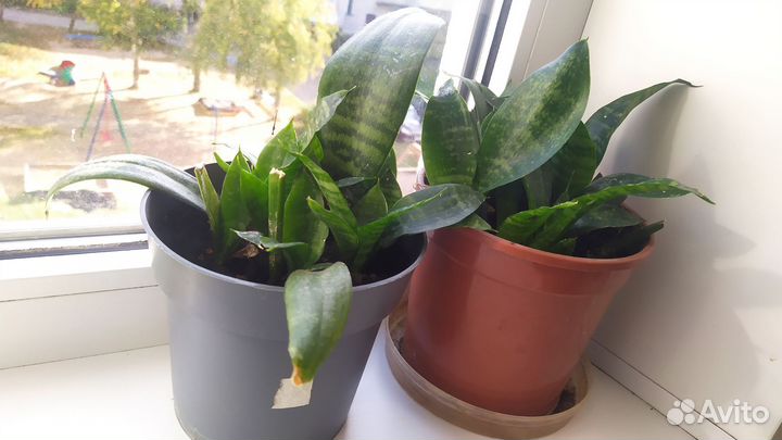 Комнатные цветы