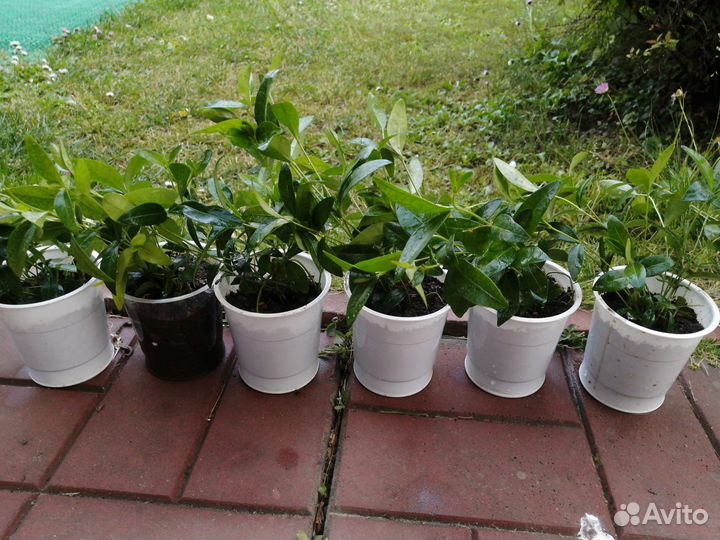 Барвинок фиолетовый 10-12 корней