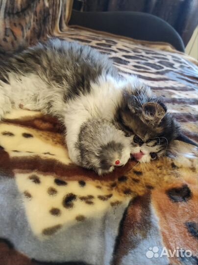 Продам персидского котёнка