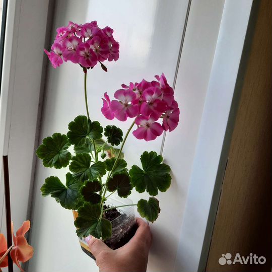 Пеларгония Черный Бархат
