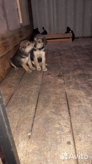 Продам щенят