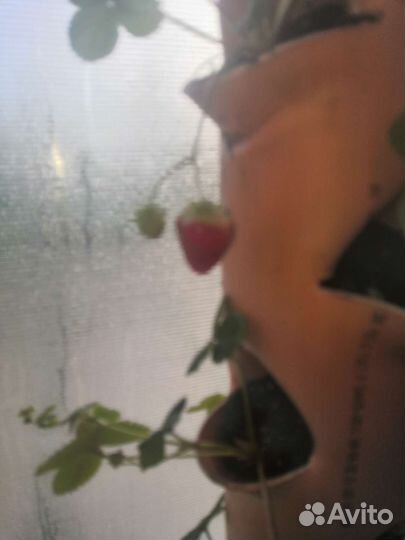 Вертикальная грядка, саженцы клубники