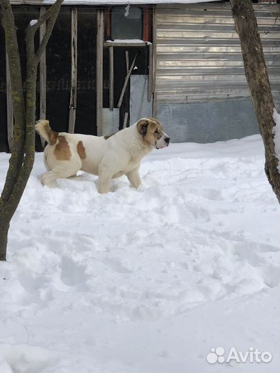 Алабай Вязка