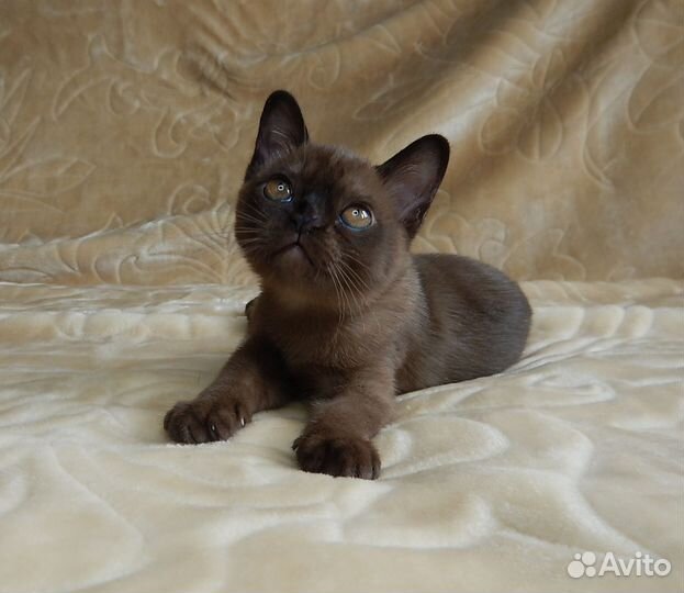 Традиционная Американская бурма