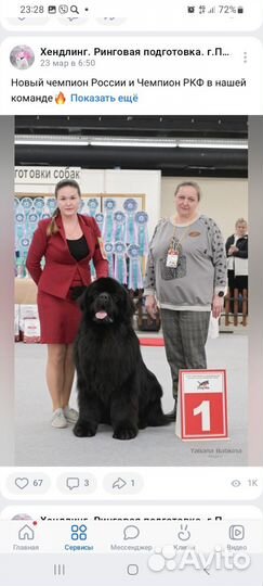 Ньюфаундленд вязка