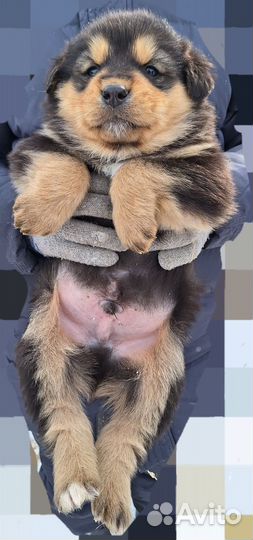 Банхар Монгольская овчарка