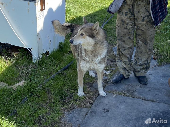 Лайка зсл